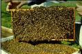 familii de albine 