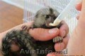 Pereche de maimuțe de marmot pigmeu pentru adopție