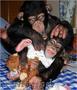 Antrenează puiul de cimpanzeu pentru o nouă casă